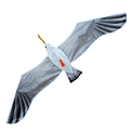422527 seagull